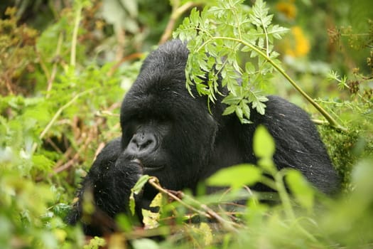 Wild Gorilla animal Rwanda Africa tropical Forest