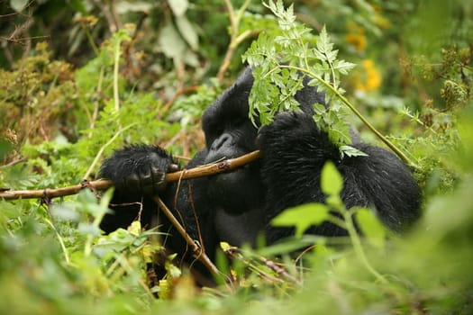 Wild Gorilla animal Rwanda Africa tropical Forest