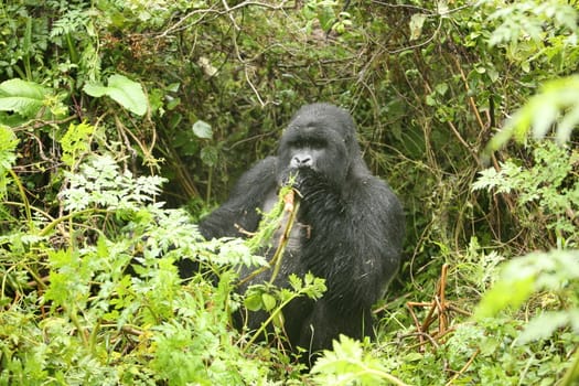 Wild Gorilla animal Rwanda Africa tropical Forest