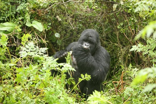 Wild Gorilla animal Rwanda Africa tropical Forest