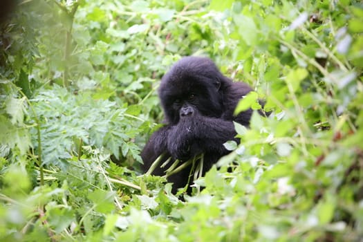 Wild Gorilla animal Rwanda Africa tropical Forest