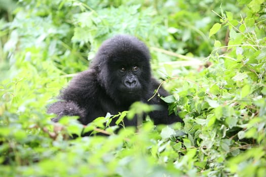 Wild Gorilla animal Rwanda Africa tropical Forest