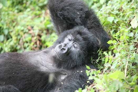 Wild Gorilla animal Rwanda Africa tropical Forest