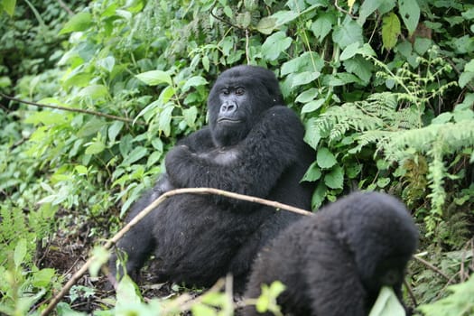 Wild Gorilla animal Rwanda Africa tropical Forest