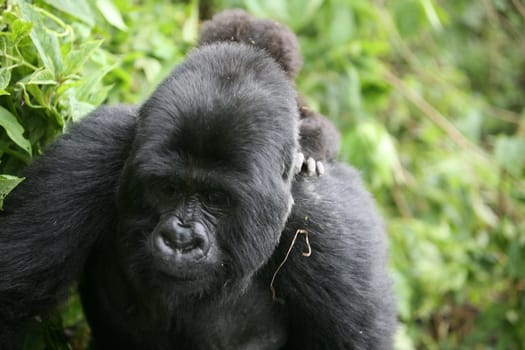 Wild Gorilla animal Rwanda Africa tropical Forest