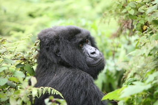 Wild Gorilla animal Rwanda Africa tropical Forest