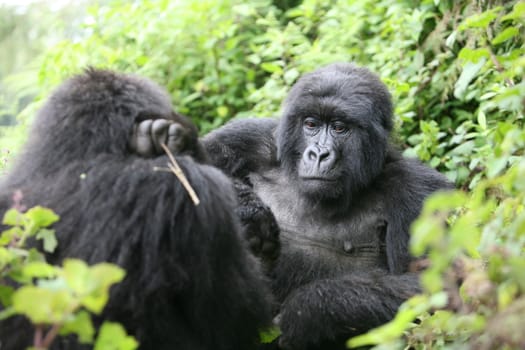 Wild Gorilla animal Rwanda Africa tropical Forest