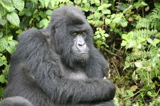 Wild Gorilla animal Rwanda Africa tropical Forest