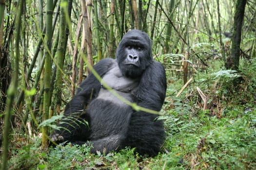 Wild Gorilla animal Rwanda Africa tropical Forest