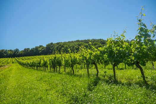 Sunrise over grape wineyards in Bordeaux area, France, Europe