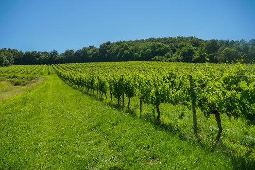 Sunrise over grape wineyards in Bordeaux area, France, Europe