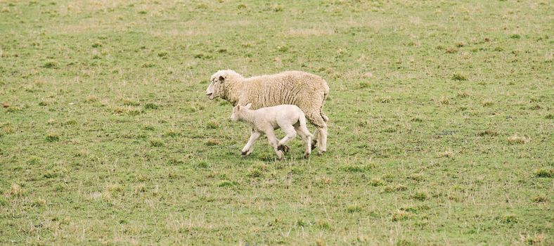 Sheep on the farm during the day in Tasmania