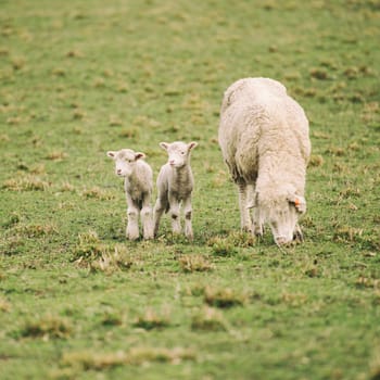 Sheep on the farm during the day in Tasmania.