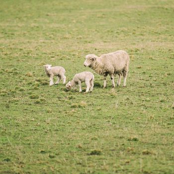 Sheep on the farm during the day in Tasmania