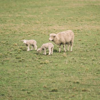 Sheep on the farm during the day in Tasmania.