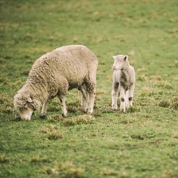 Sheep on the farm during the day in Tasmania.