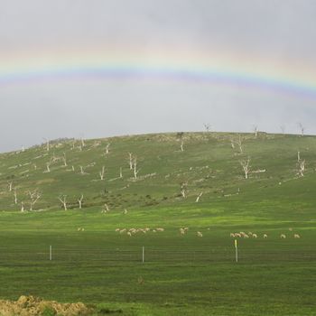 Sheep on the farm during the day in Tasmania.