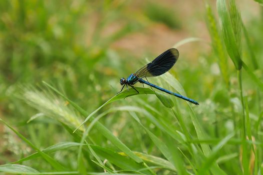 Dragonfly night blue in grass, France, Insects
