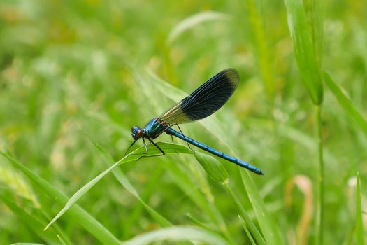 Dragonfly night blue in grass, France, Insects