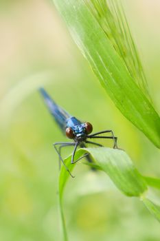 Dragonfly night blue in grass, France, Insects