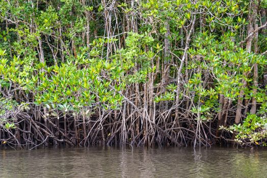 Mangrove on Bintan Island in Indonesia