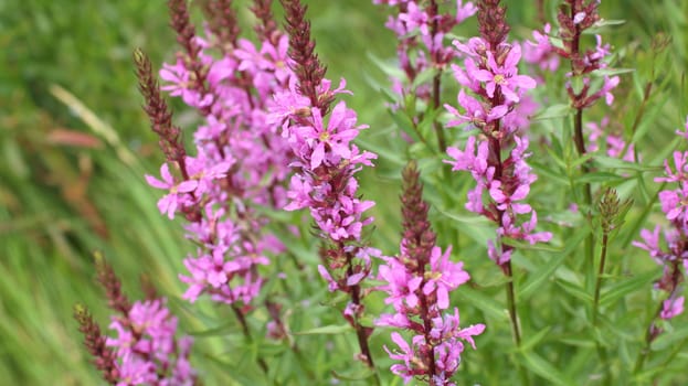 flower purple crybaby grass