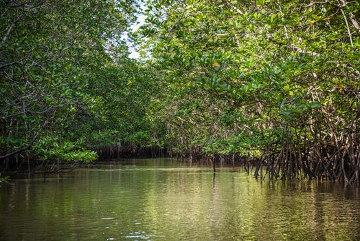 Mangrove on Bintan Island in Indonesia
