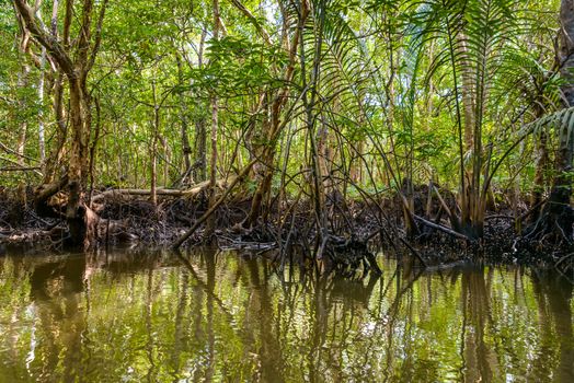 Mangrove on Bintan Island in Indonesia