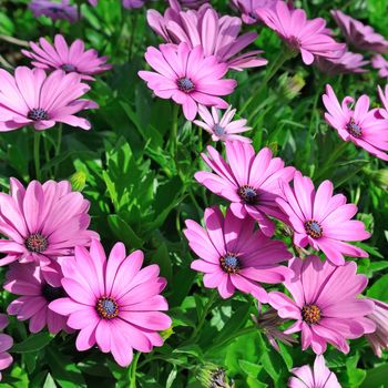                                                                                                             bright background of beautiful purple flowers and green grass