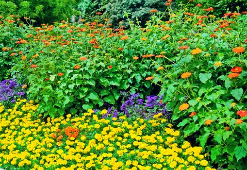 Beautiful flowerbed in summer park