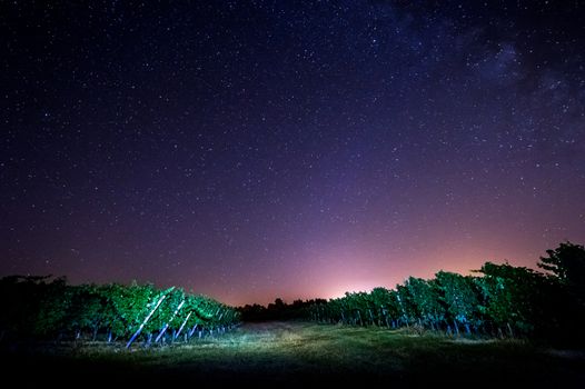 Grape field in the night, Bordeaux Wineyard, France