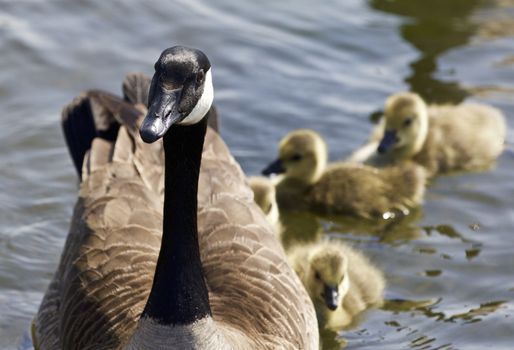 Cute family of the Canada geese are swimming together
