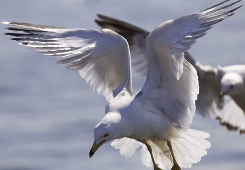 Beautiful isolated photo of the gulls