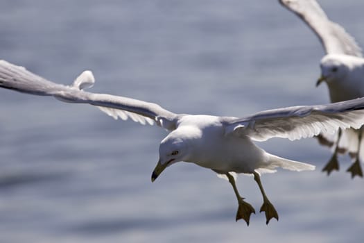 Background with gulls flying near the water