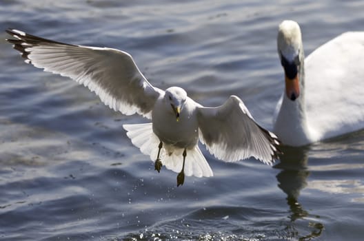 Beautiful photo of a gull flying away from a swan