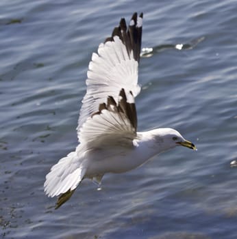 Picture of a gull flying near the water