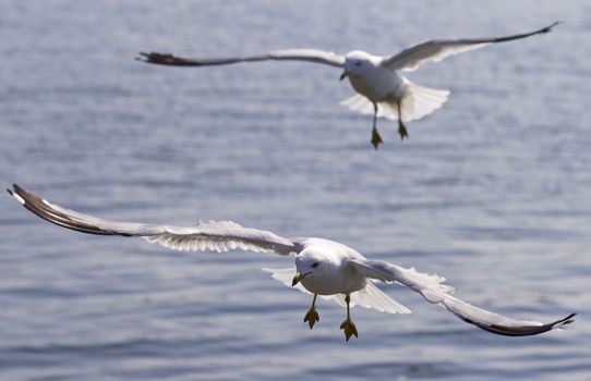 Beautiful isolated image of two flying gull