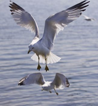 Beautiful isolated photo of two flying gull