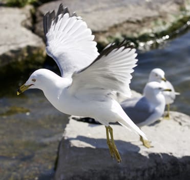 Beautiful photo of a flying gull