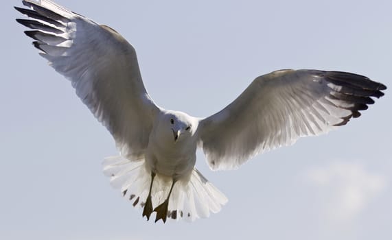 Beautiful isolated image with a gull flying in the blue sky