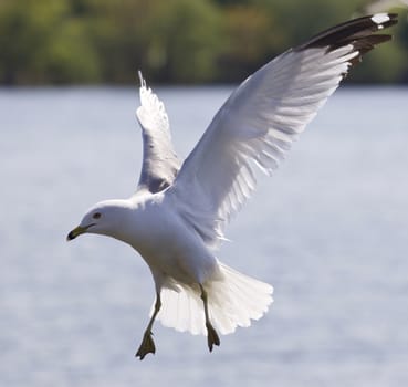 Beautiful picture with a gull flying near the lake