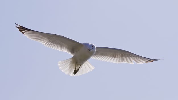 Beautiful isolated picture with a flying gull