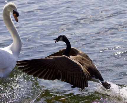 Amazing photo of the epic fight between a Canada goose and a swan on the lake
