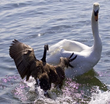 Fantastic photo of a Canada goose attacking a swan on the lake