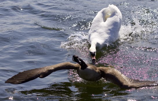 Amazing picture with an angry swan attacking a Canada goose on the lake