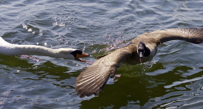 Amazing image with an angry swan attacking a Canada goose