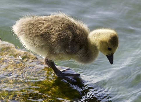 Cute chick of the Canada geese is looking into the water