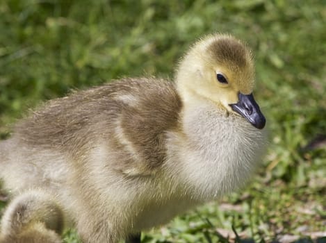 Photo of a chick of the Canada geese