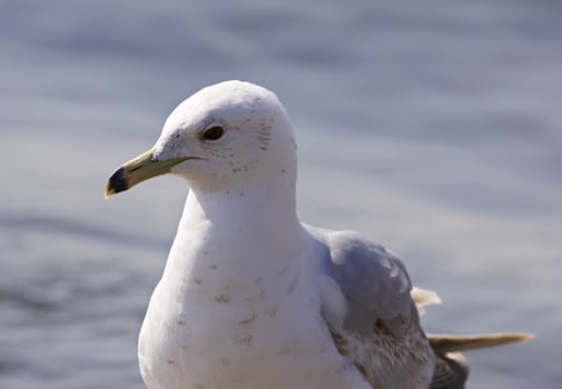 Isolated photo of a calm gull near the water