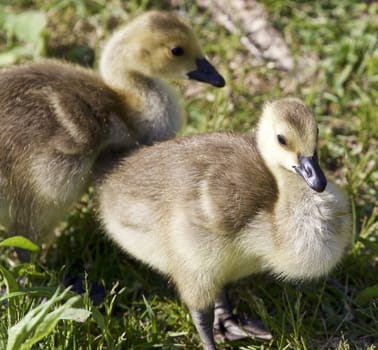 Photo of two chicks of the Canada geese
